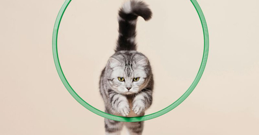 Curated visual reference: Gallery Detail: Cognitive Decline In Cats 10 Early Warning Signs And Management