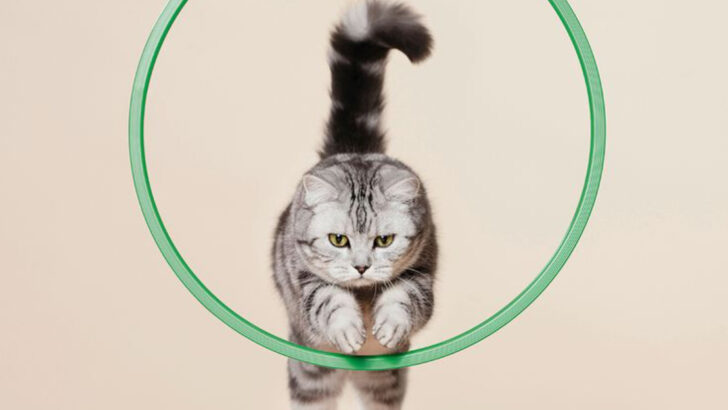 Cognitive Decline in Cats: 10 Early Warning Signs and Management Tips