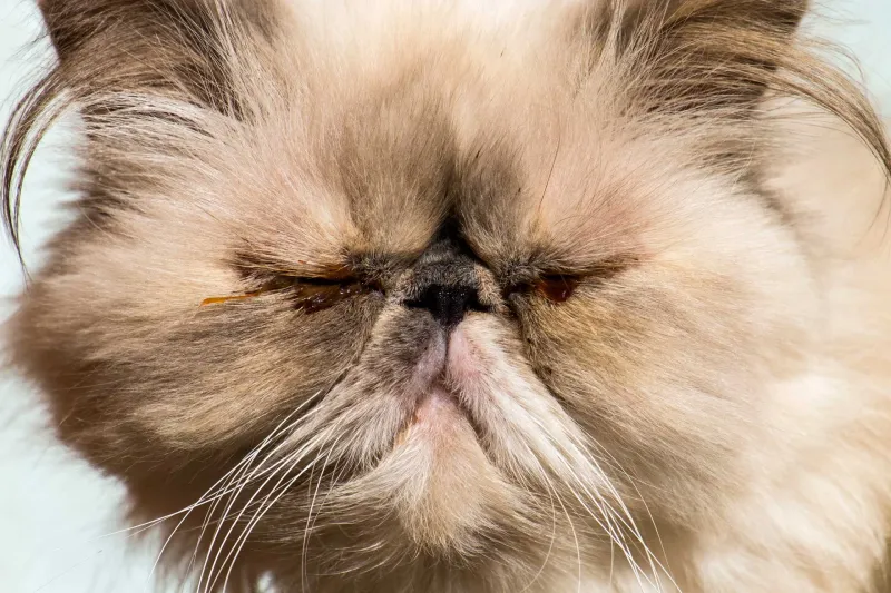 Nasal Discharge or Sneezing