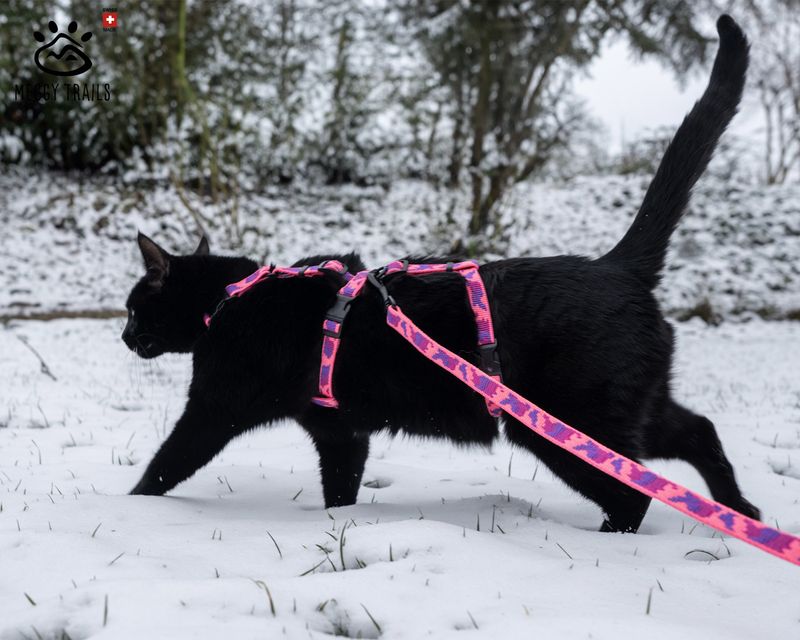 Freedom of Movement: H-Style Harness