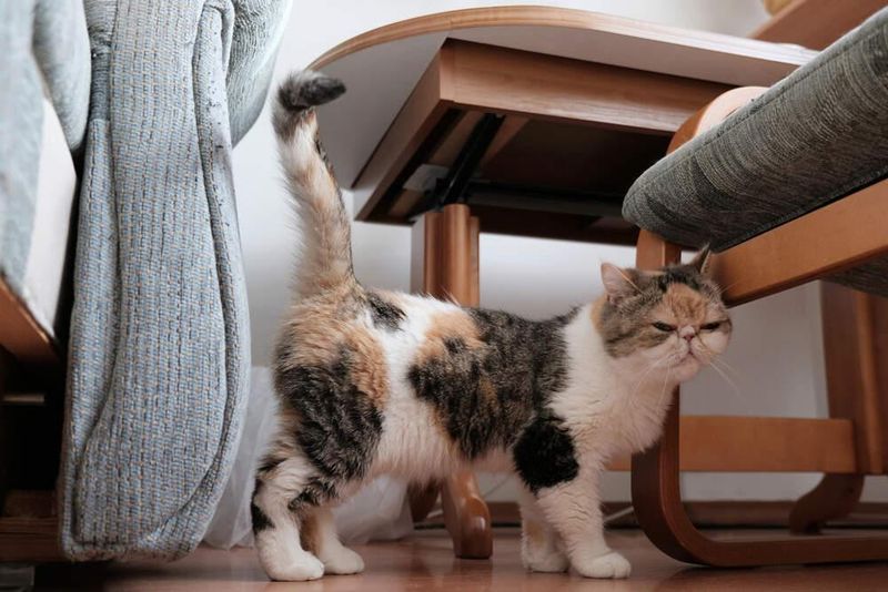 Scent Marking