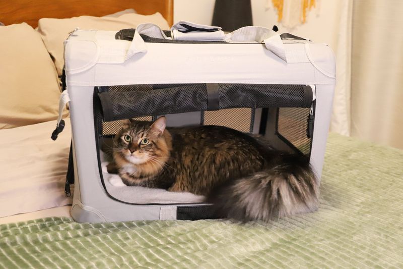 Comfortable Carrier Space