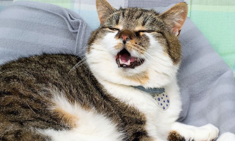 Major Causes Behind Cat Flu