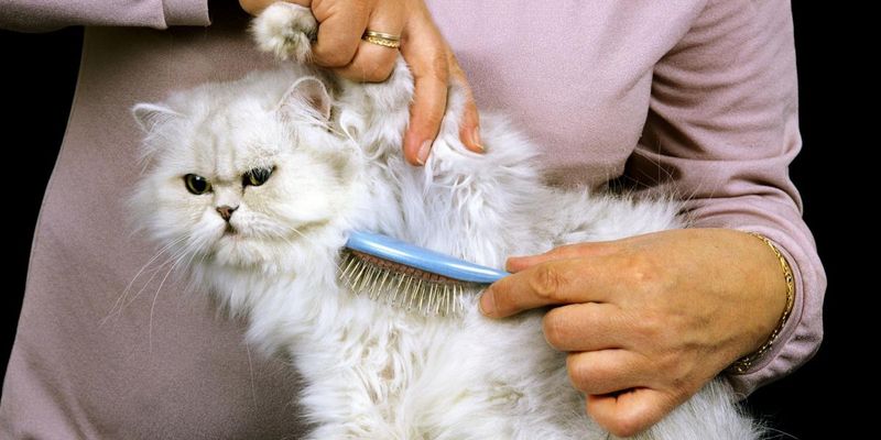 Grooming is a Ritual (and a Must)