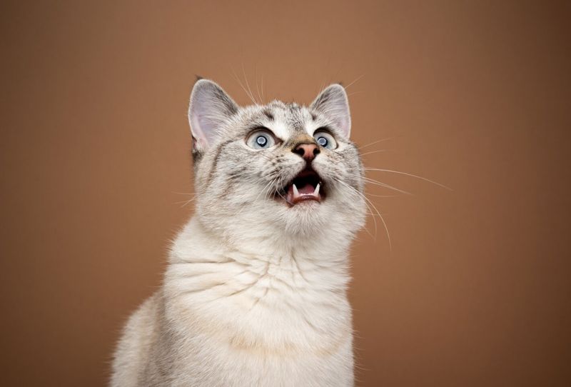 Confusion Between Vocal and Physical Reflexes