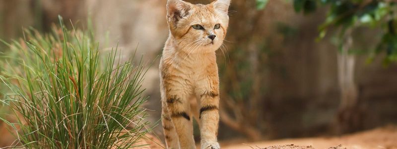 Conservation Challenges