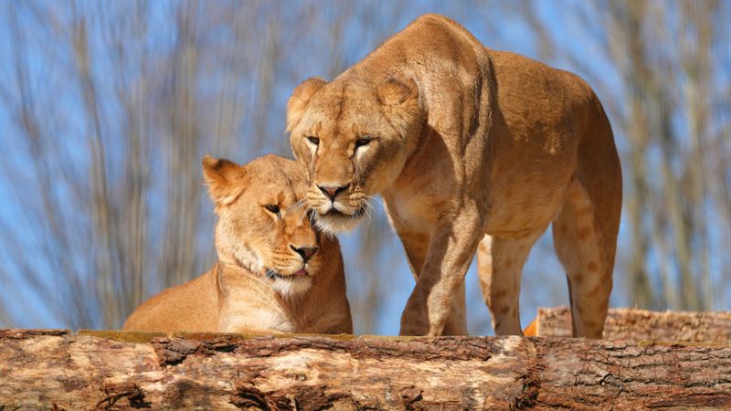 Sanctuary Manager or Animal Care Specialist