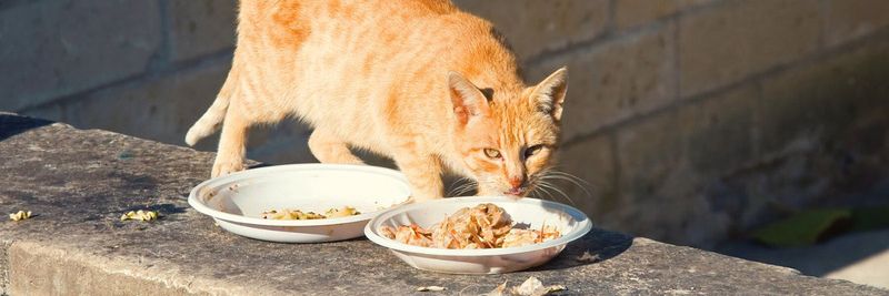 Consistent Feeding Routine