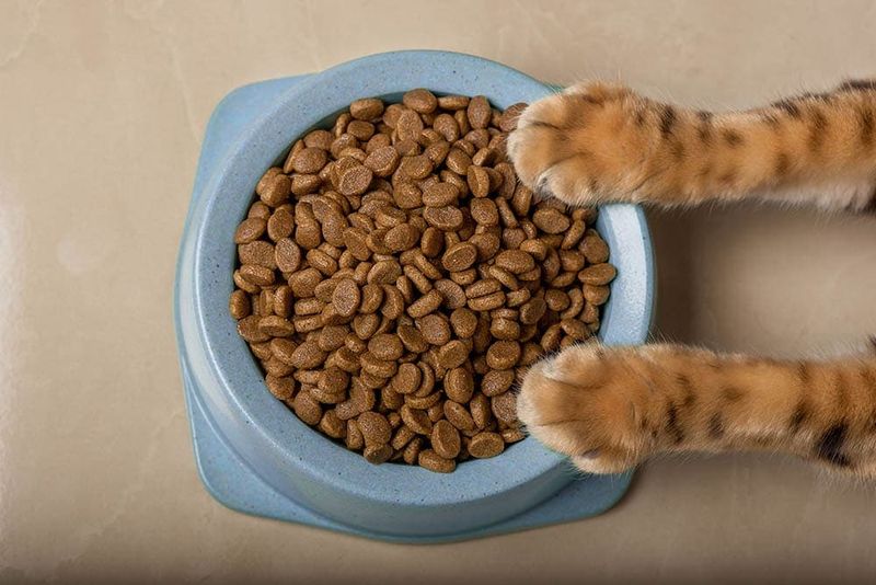 Consistent Feeding Routine