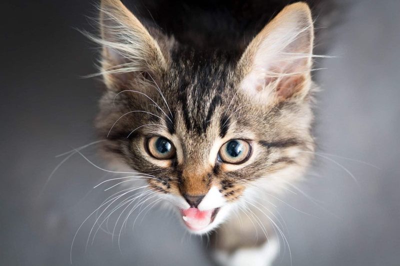Constant Meowing