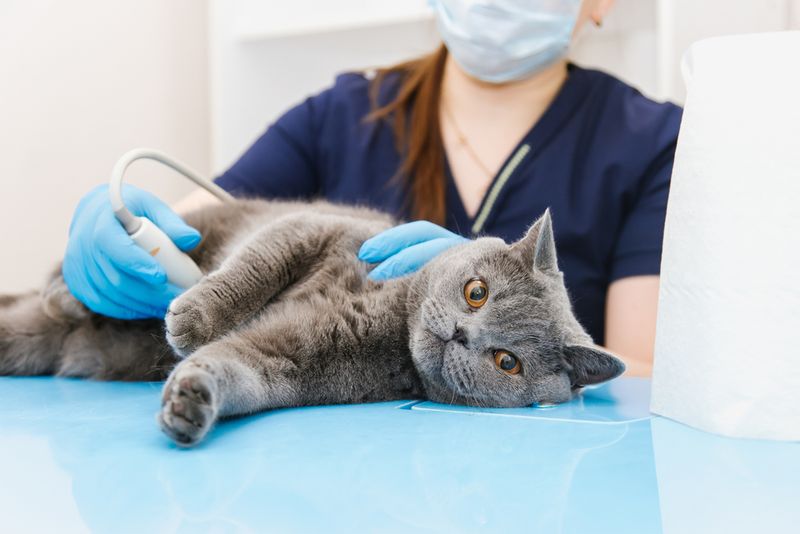 Consult a Veterinarian