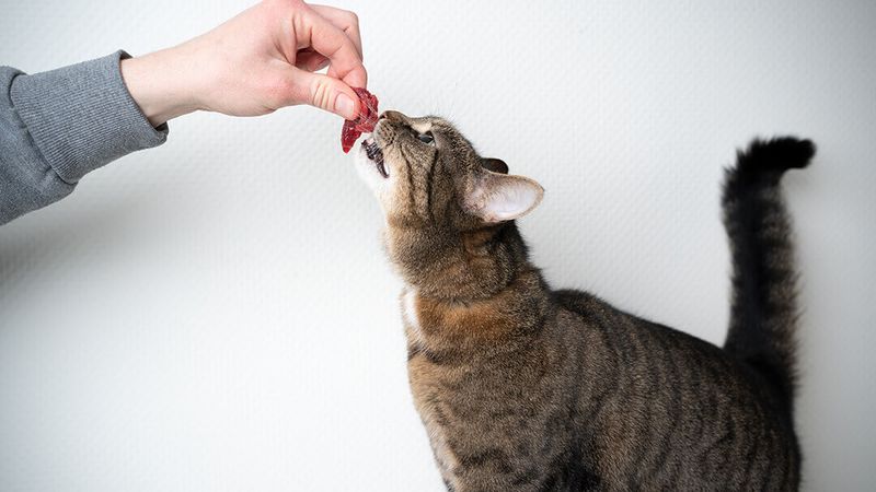 Not Ideal for All Cats