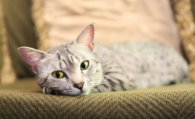 Couch Conqueror