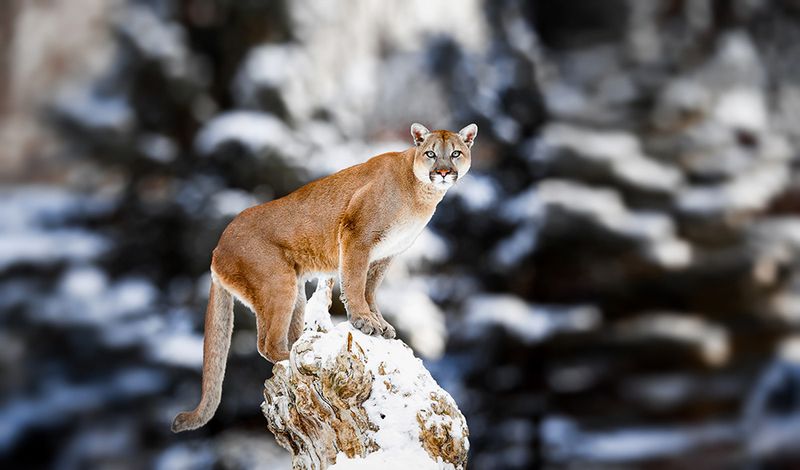 Cougar (Mountain Lion)