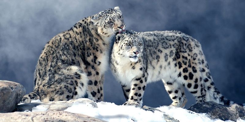 Snow Leopard (Panthera uncia)