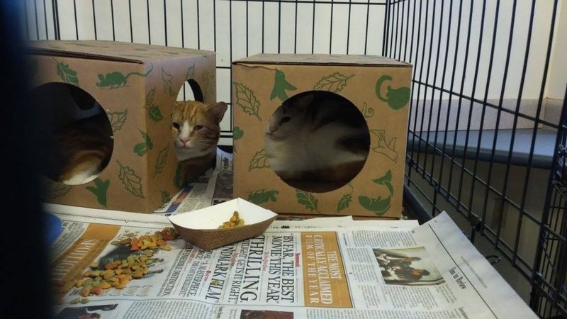 Cardboard Box Havens