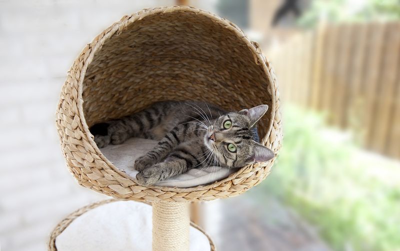 Create a Cat Paradise