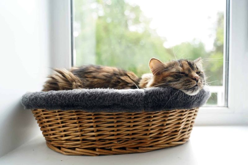 Create a Cozy Sleeping Spot