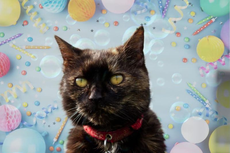 Add Pet-Themed Decor & Favors