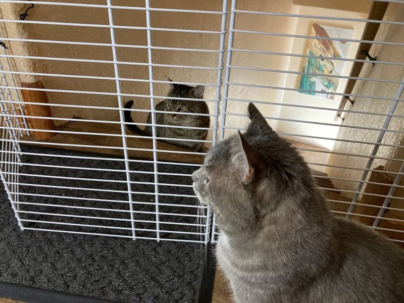 Use Gradual Introductions for Other Pets