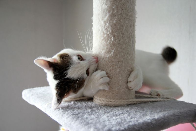 Curiosity Intensified