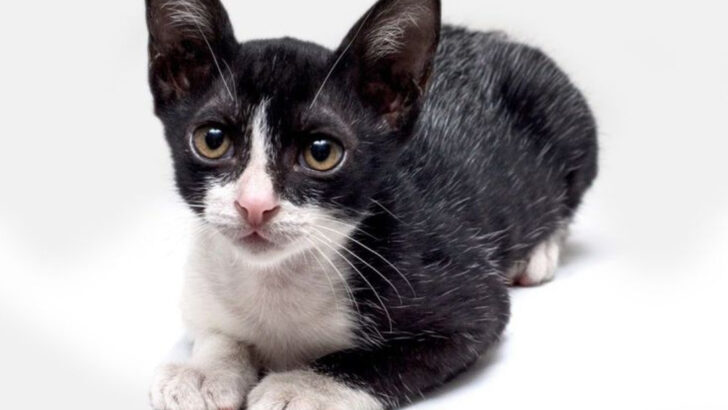Fever Coat in Cats? Discover 7 Common Triggers