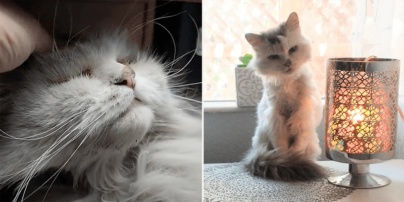 Glow-Up Cat Transformation Videos