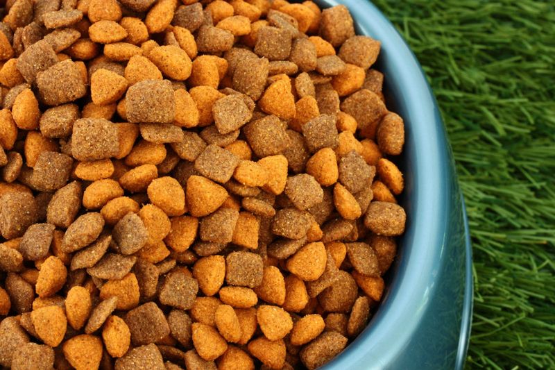Feeding Choices: Raw vs. Kibble