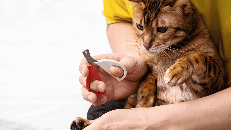 Declawing