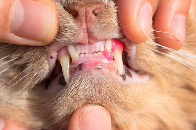 Cats Can Suffer from Tooth Resorption