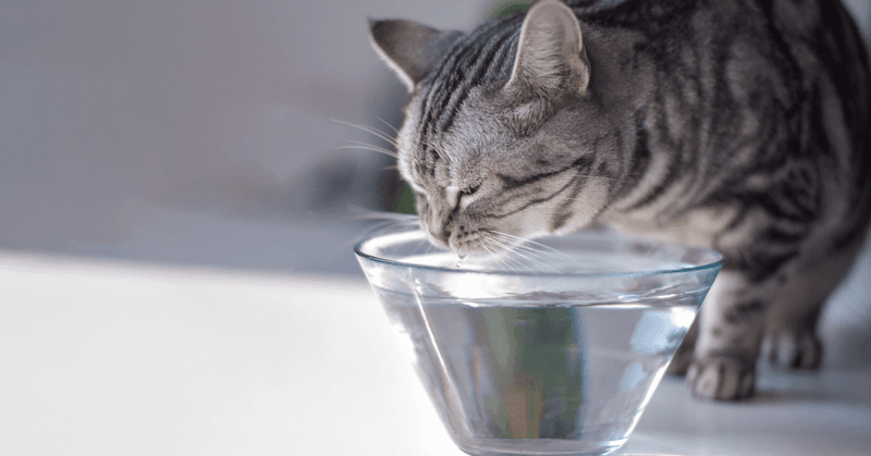 Hydration and Nutrition