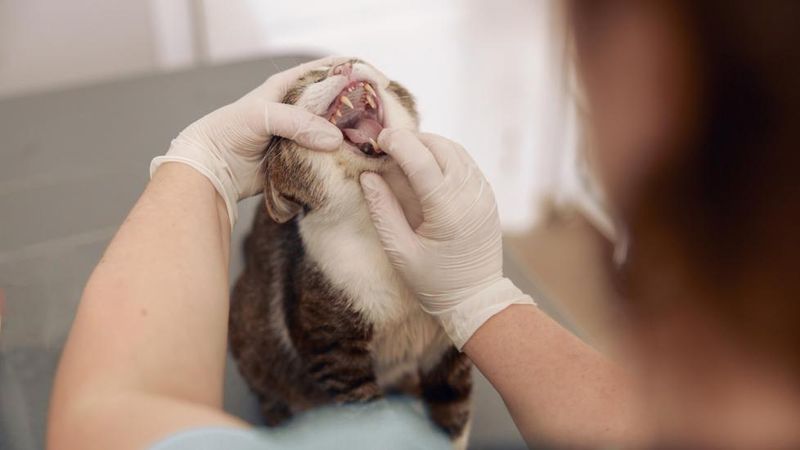 Oral Infections or Ulcers