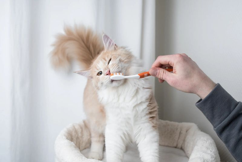 Dental Routine