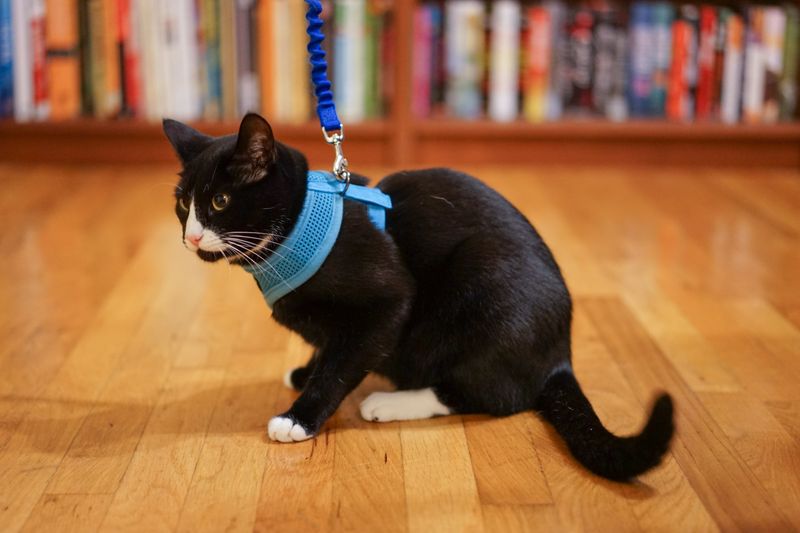Harness and Leash Training