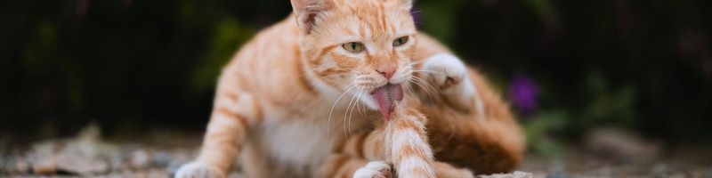 Excessive Grooming or Lack of Grooming