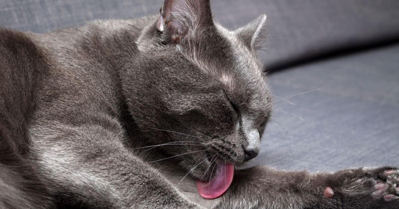 Over-Grooming or Licking