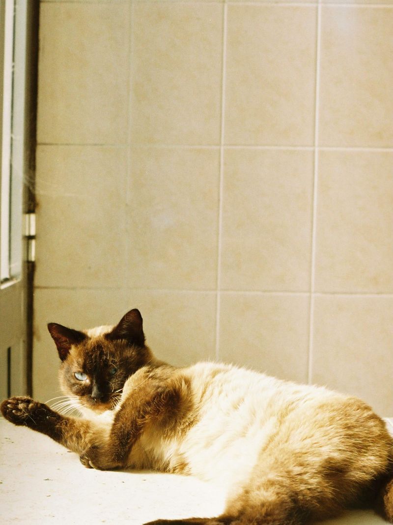 Siamese