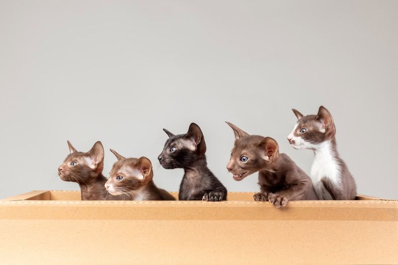 Oriental Shorthair