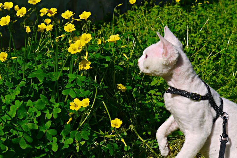 Devon Rex