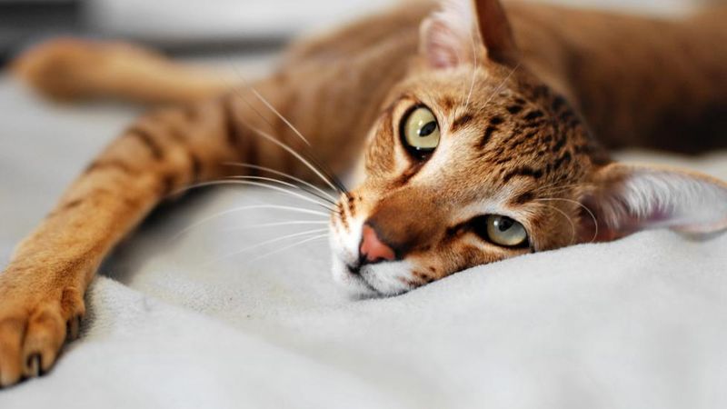 Oriental Shorthair