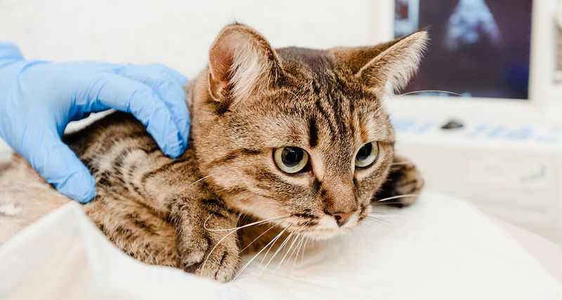 Treatment Options for Cat Flu