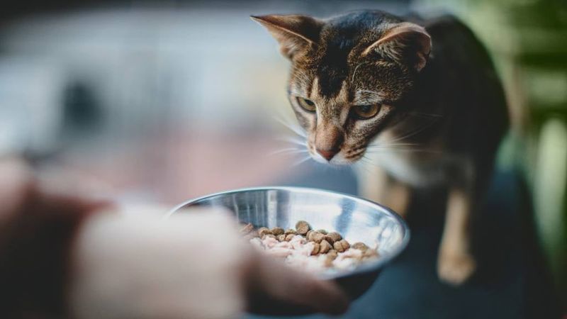Dietary Needs Change