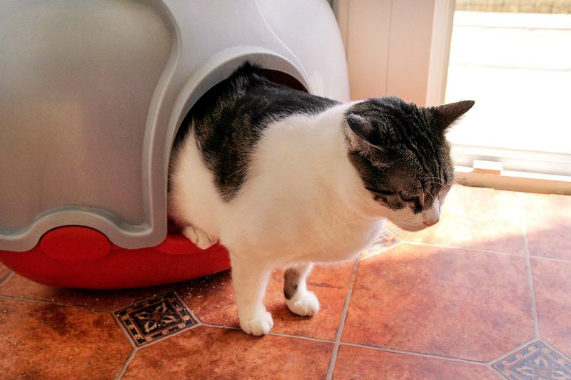 Litter Box Problems
