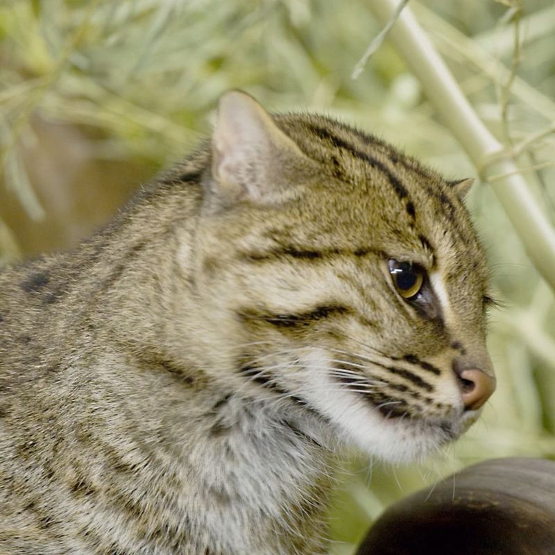Habitat Engineering (Behaviorally)