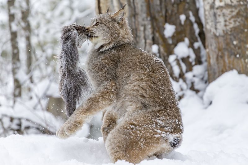 Disrupting Predator-Prey Imbalances