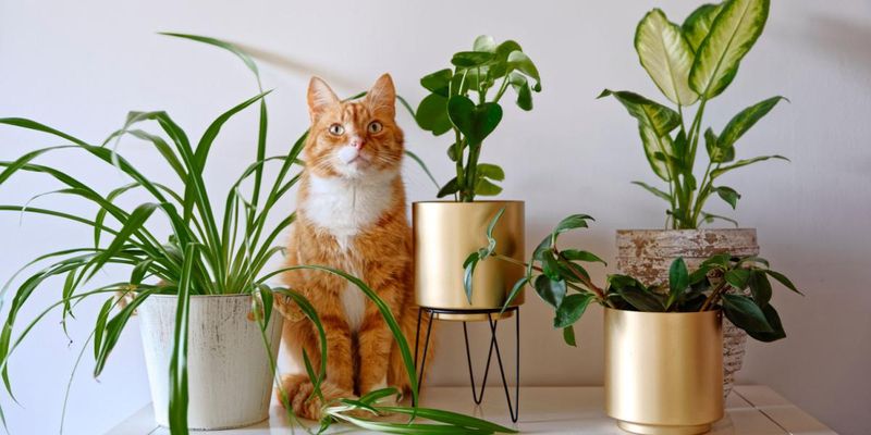Use Spices Cats Dislike