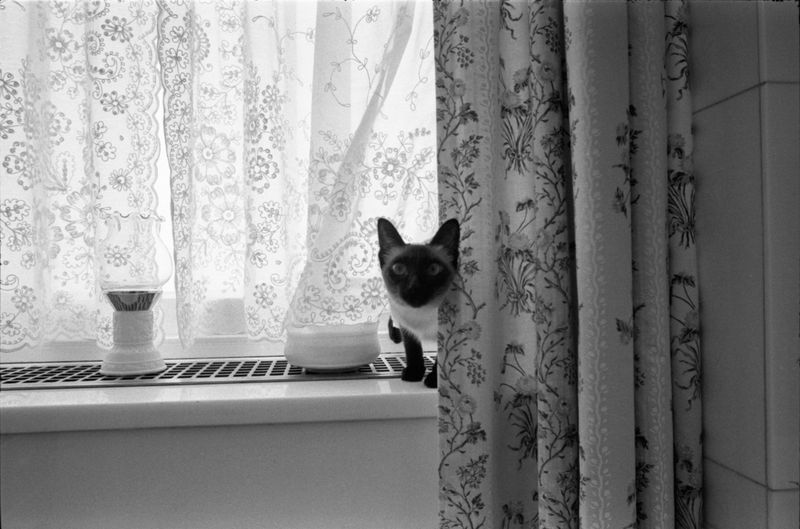 Shan – Gerald Ford