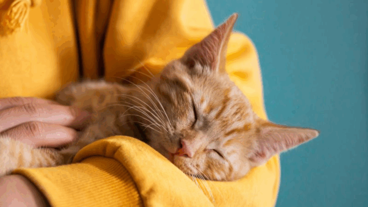 Do Cats Feel Loss? 10 Ways to Help Them Cope