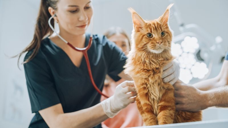 Do I Have a Veterinarian Lined Up?