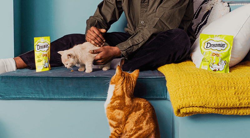 Do I Have the Time and Energy to Care for a Cat?